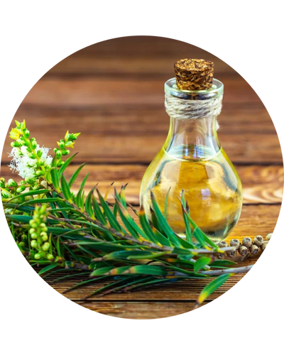 Tea Tree Oil (5%)