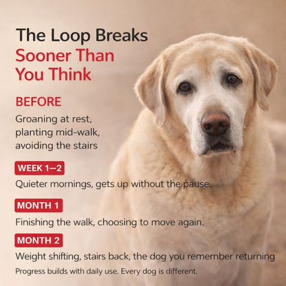 LeStrova Pet Pain Oral Drops